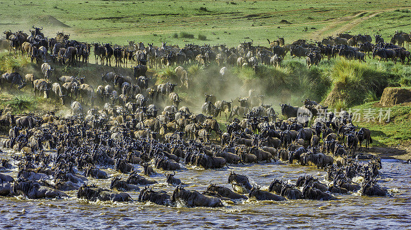 蓝色角马也被称为普通角马(Connochaetes taurinus)，或白胡须角马，是一种大型羚羊。在肯尼亚马赛马拉国家保护区穿越马拉河。